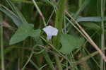 White morning-glory